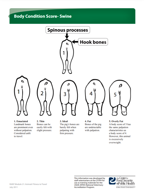 Lab 4 Castration Final 1